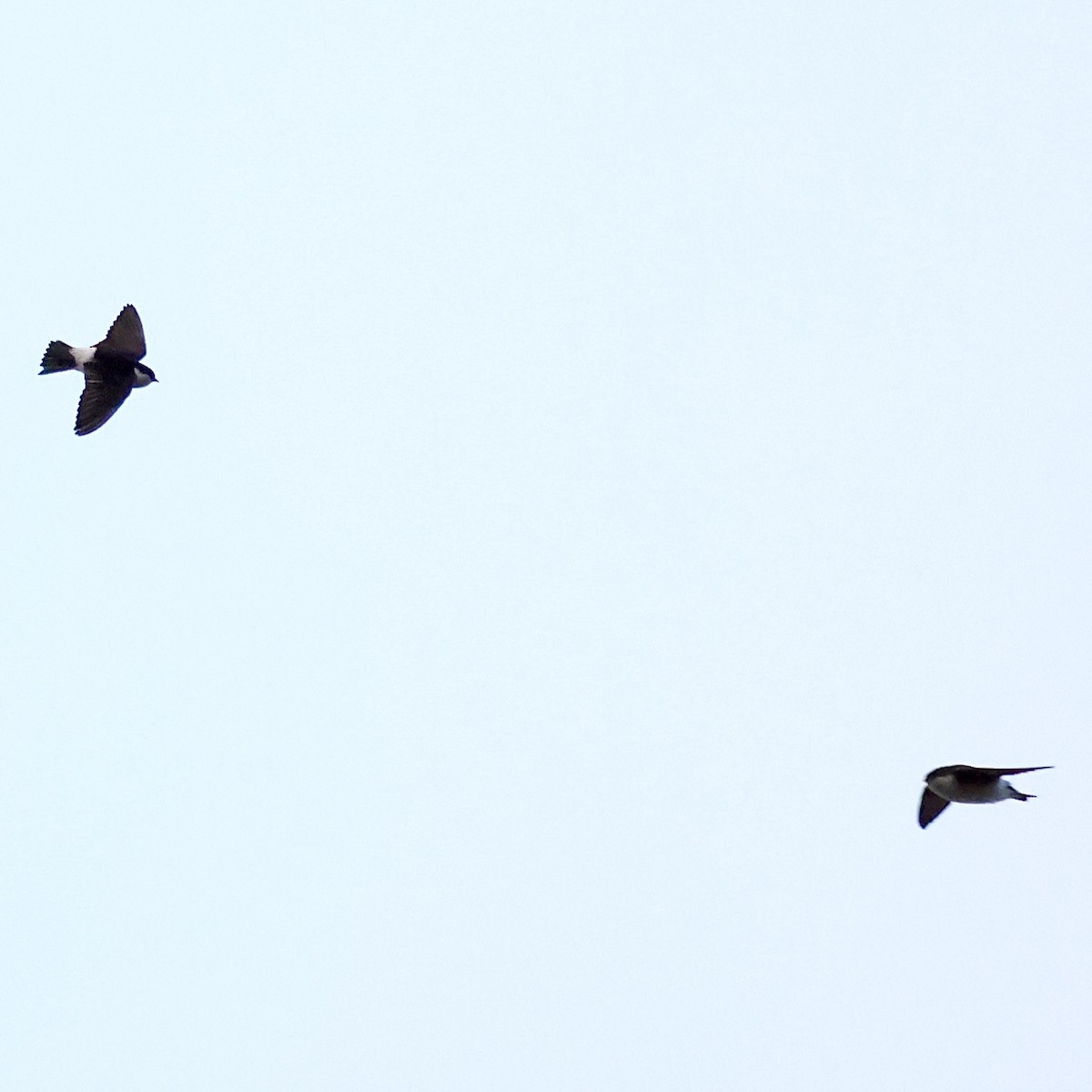 Asian House-Martin - ML646397172