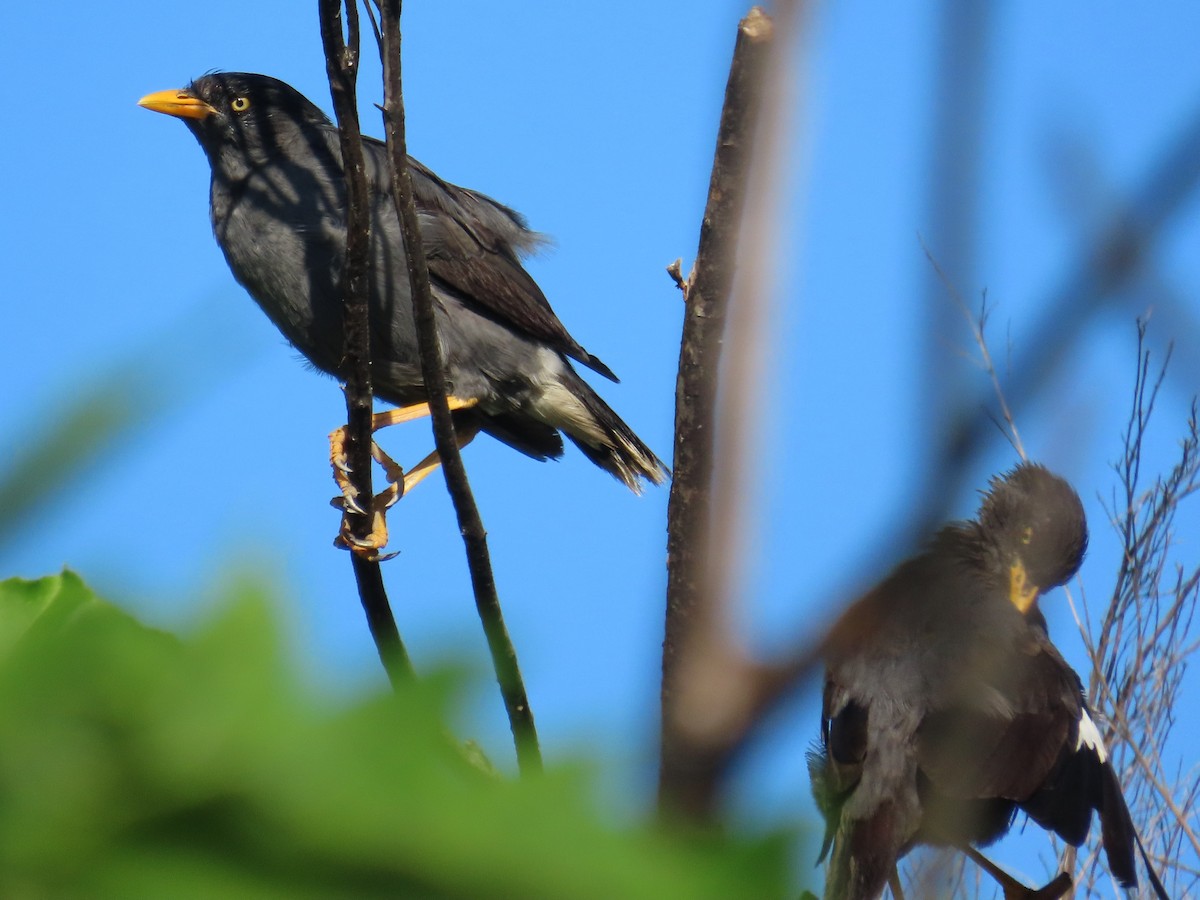 Javan Myna - ML646397173