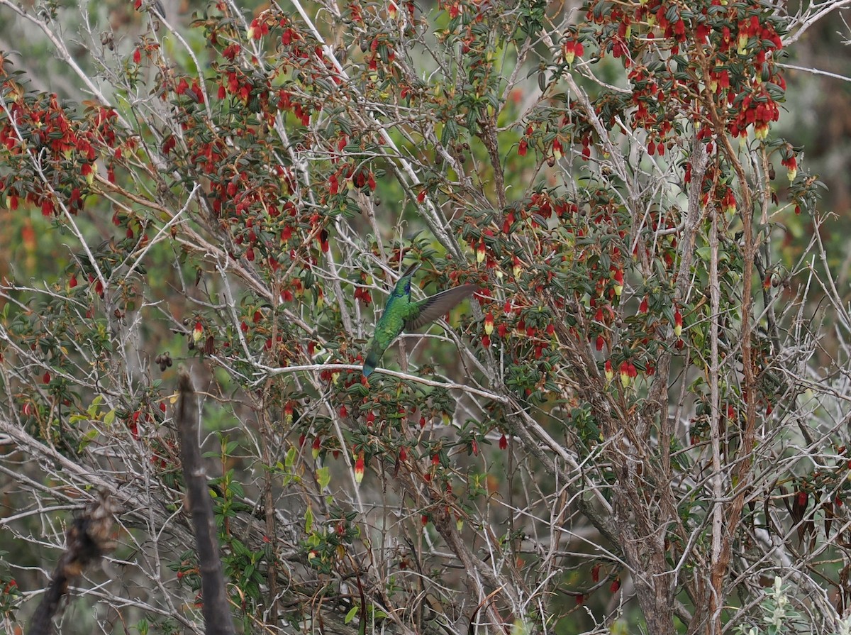 Sparkling Violetear - ML646397174