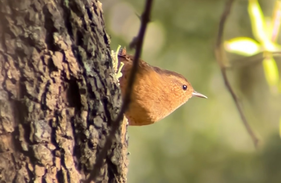 Pacific Wren - ML646397175