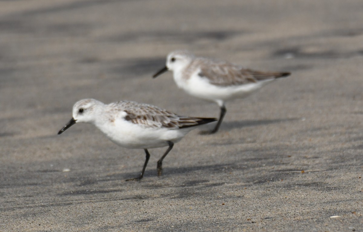 Sanderling - ML646397176