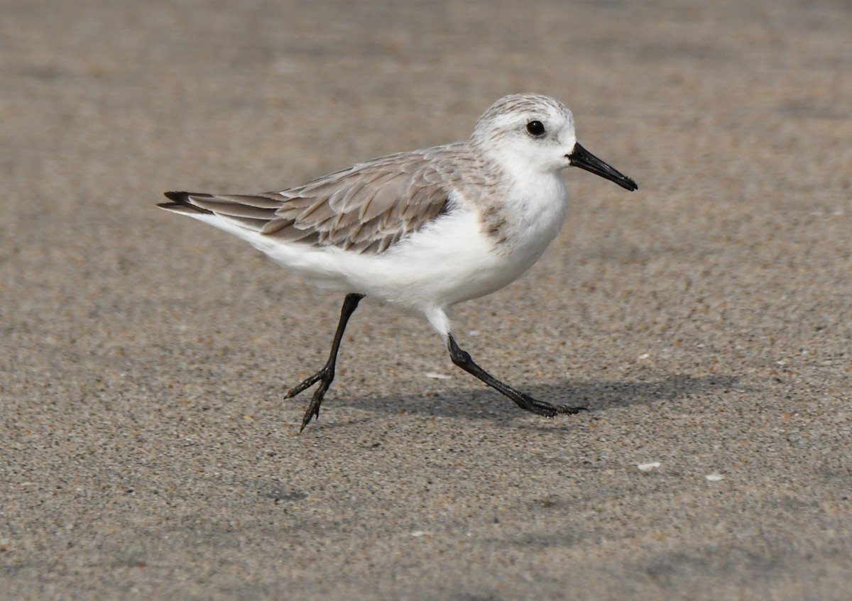 Sanderling - ML646397177