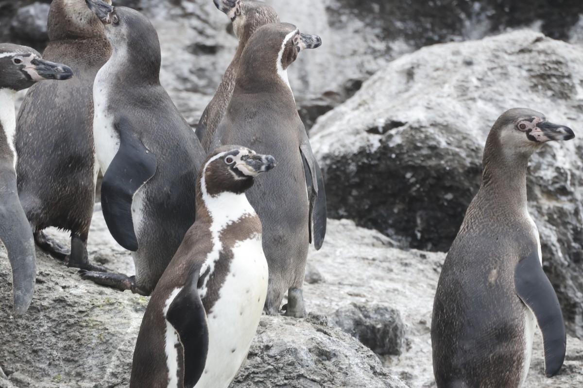 Humboldt Penguin - ML646397179