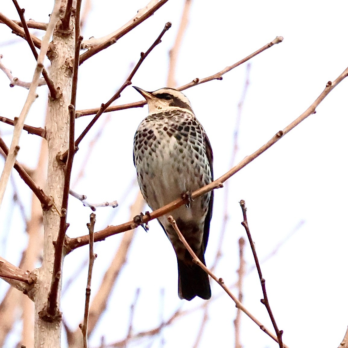 svartflekktrost - ML646397180