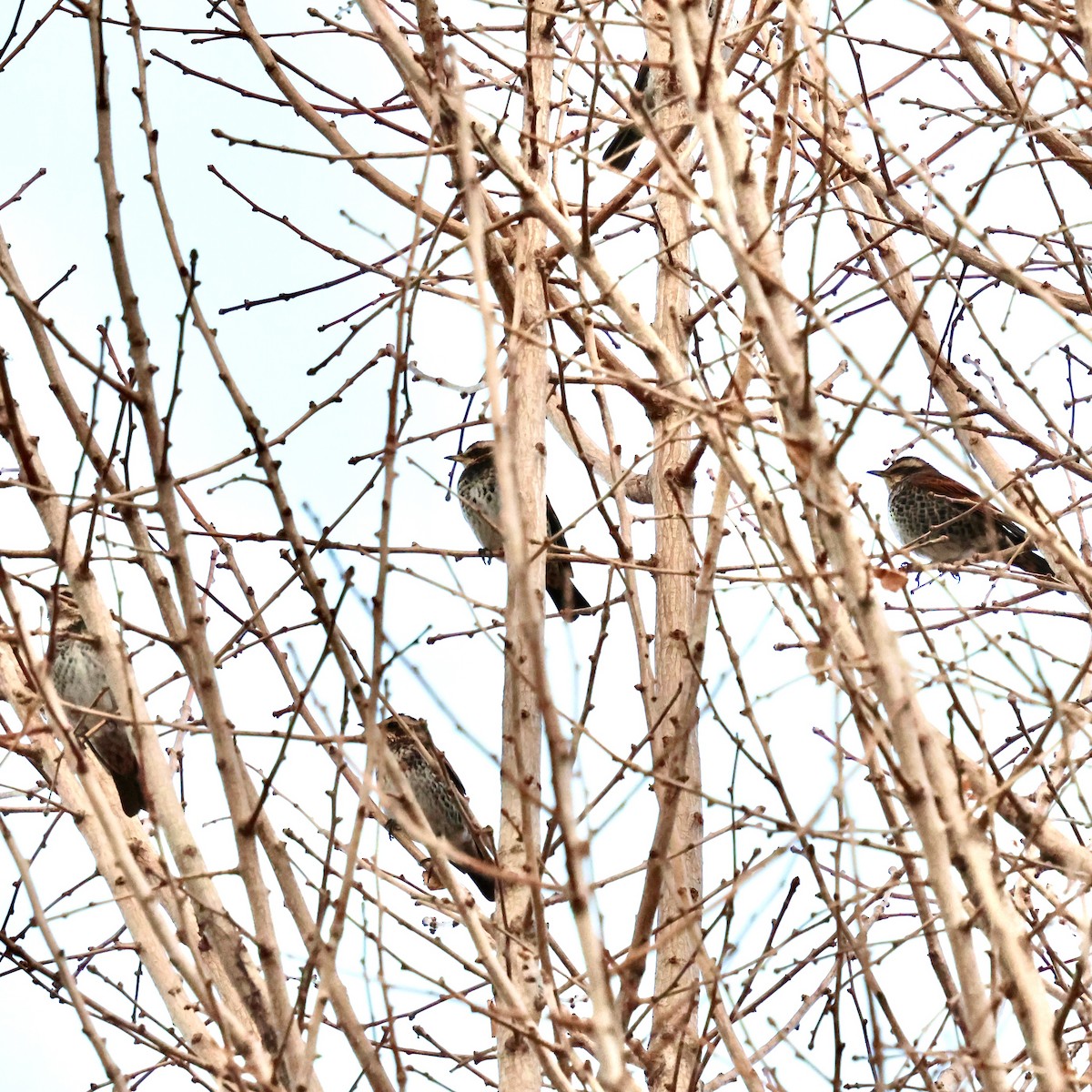 svartflekktrost - ML646397181