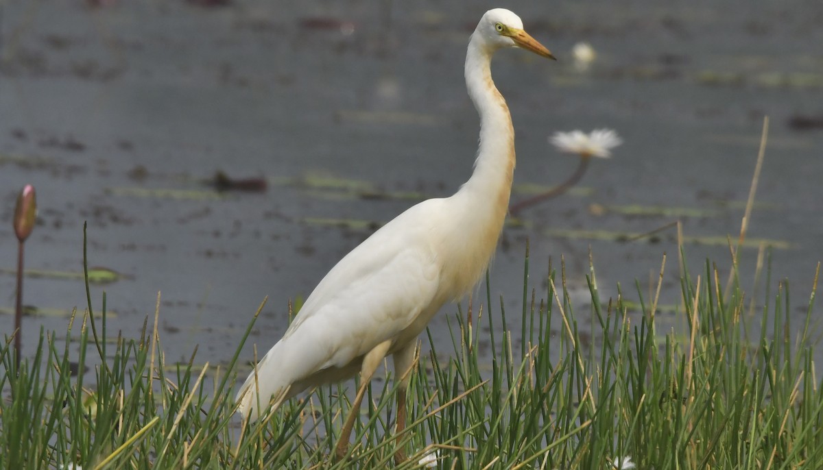 Medium Egret - ML646397185
