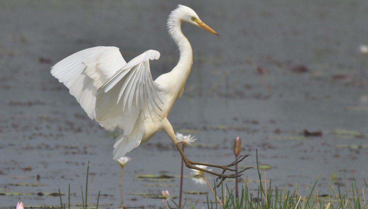 Medium Egret - ML646397186