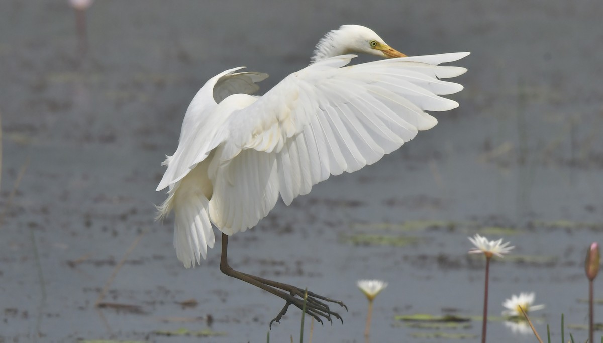 Medium Egret - ML646397187