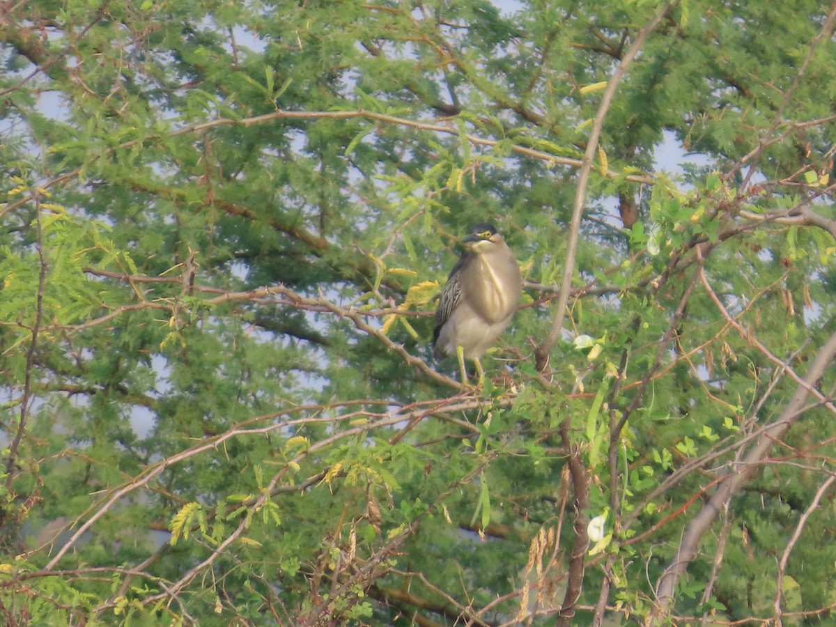 Little Heron - ML646397188