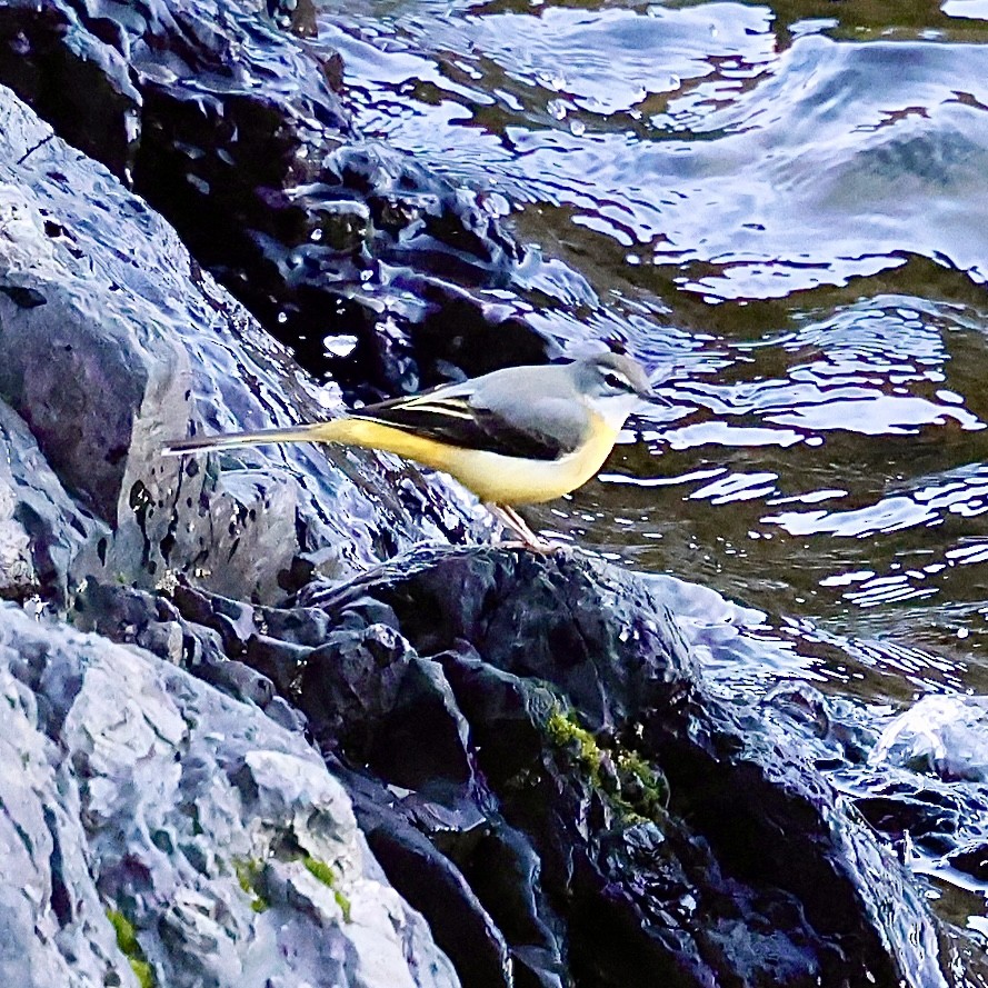 vintererle - ML646397191