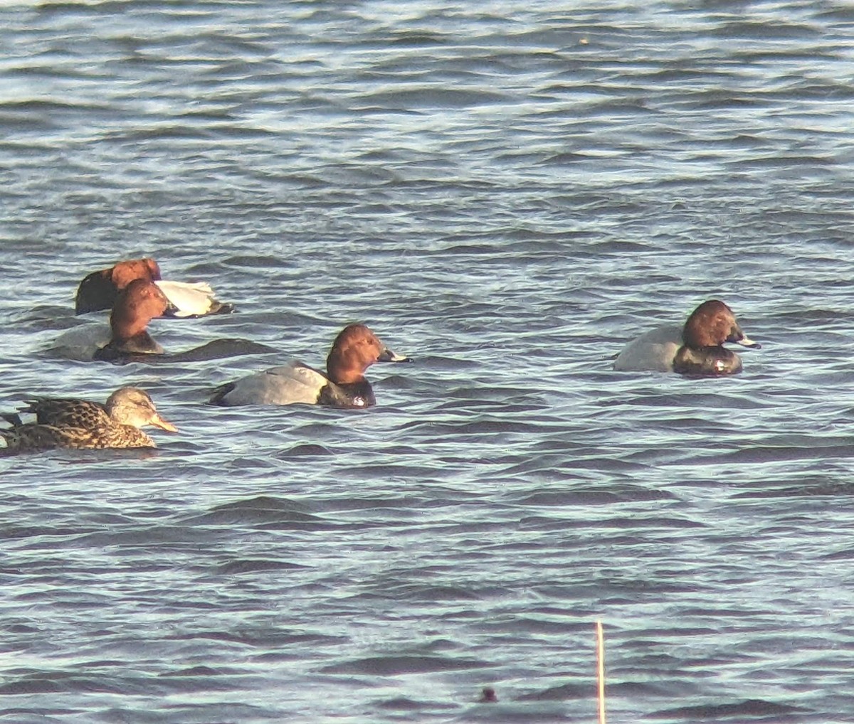 Tafelente - ML646397203