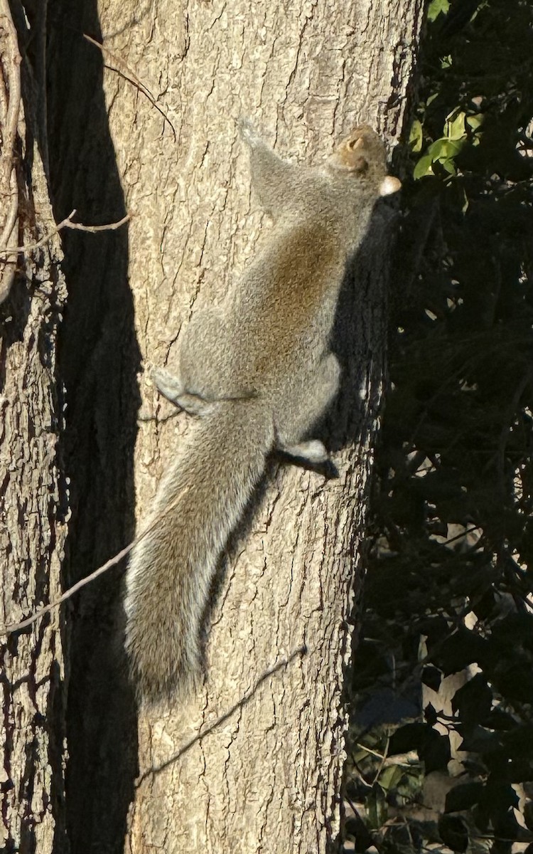 トウブハイイロリス - ML646397204