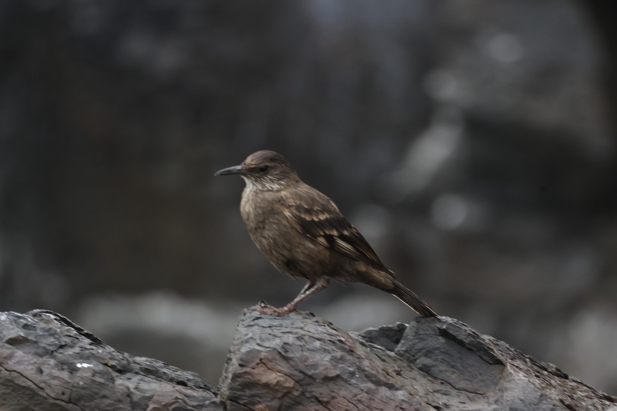 Felsuferwipper - ML646397205