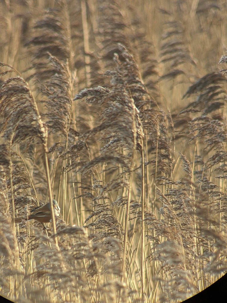 Bartmeise - ML646397206