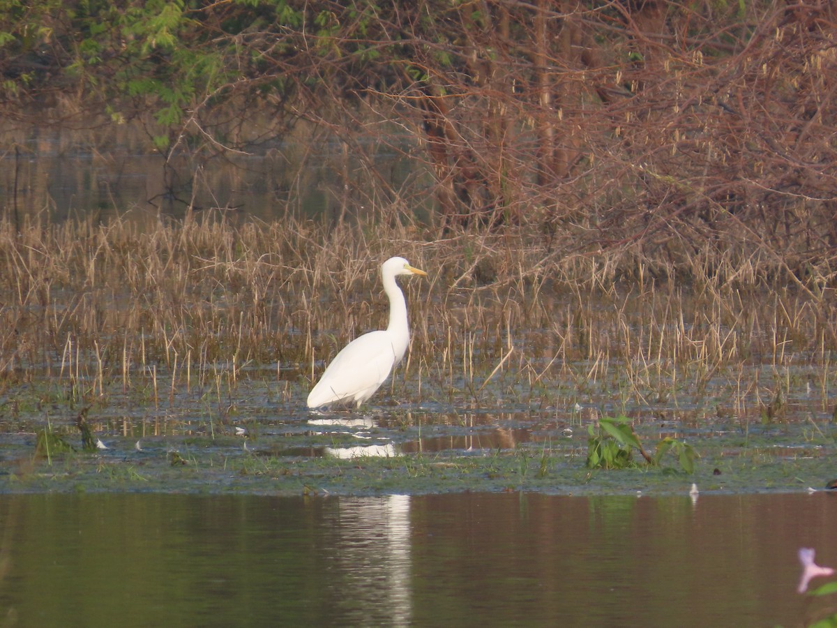 Бэсрэг дэглий - ML646397209
