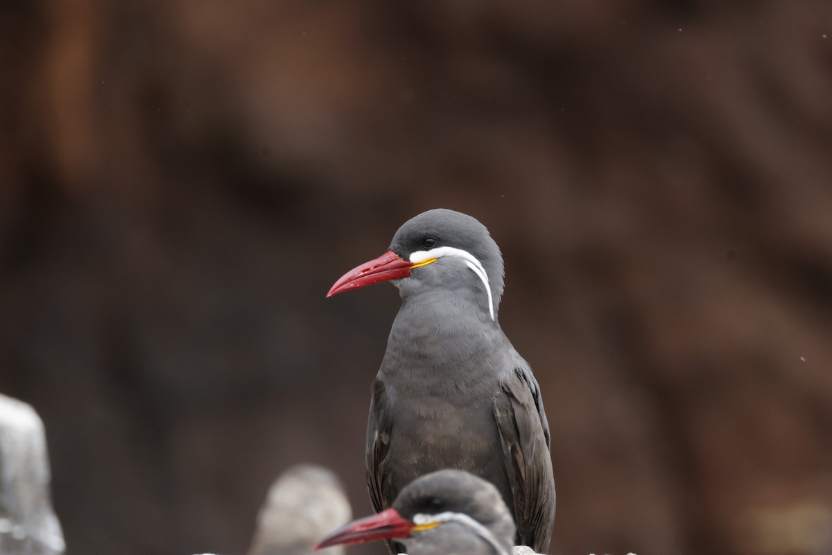 Inca Tern - ML646397210