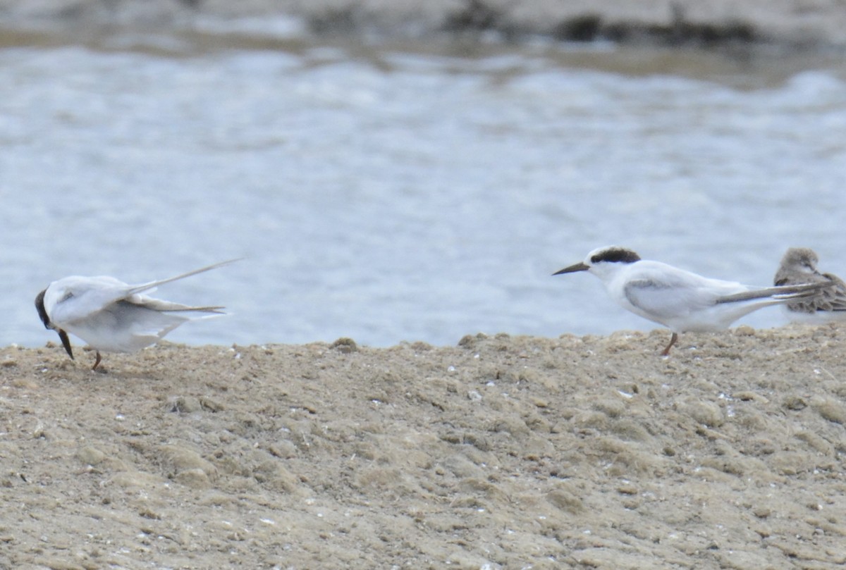 Little Tern - ML646397212