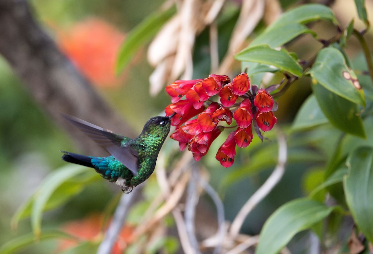 Fiery-throated Hummingbird - ML646397227