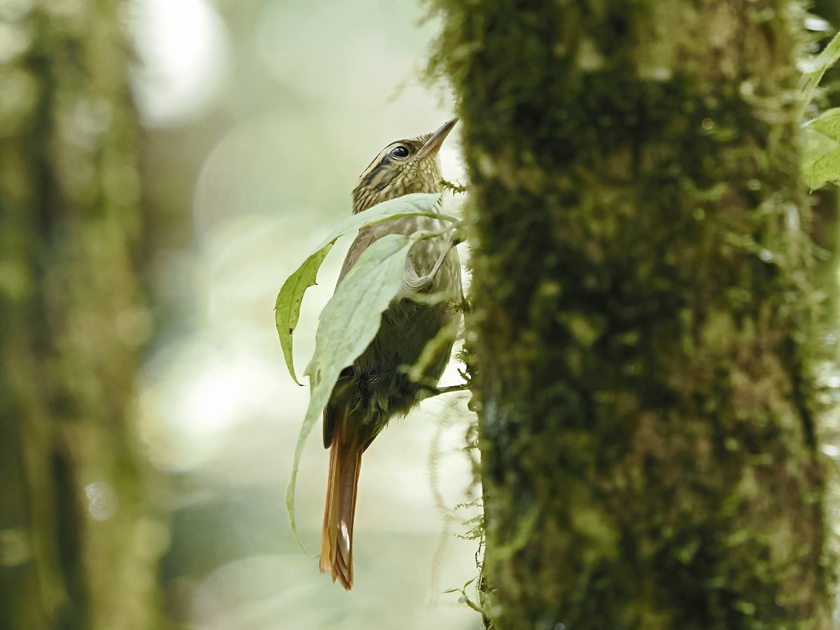 Bahia Treehunter (undescribed form) - ML646397228