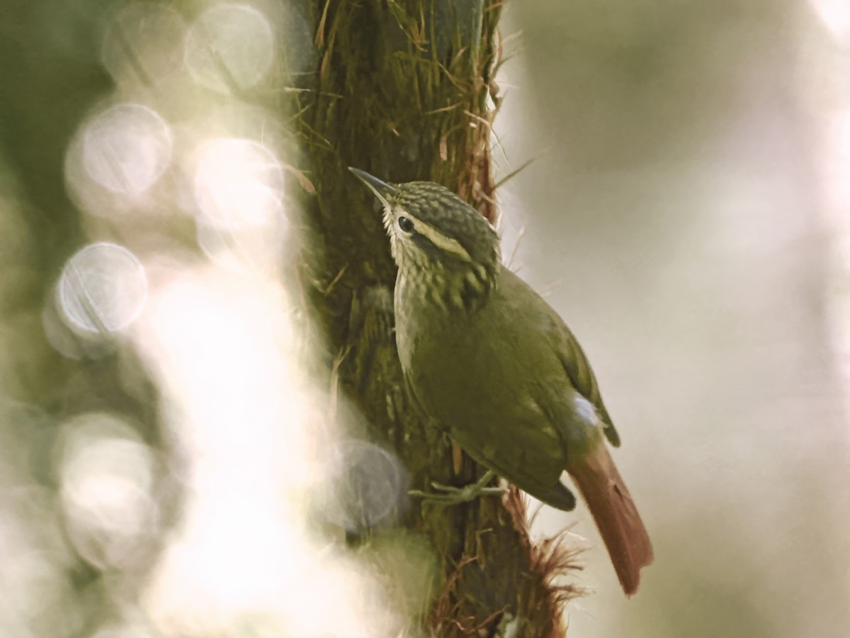 Bahia Treehunter (undescribed form) - ML646397229