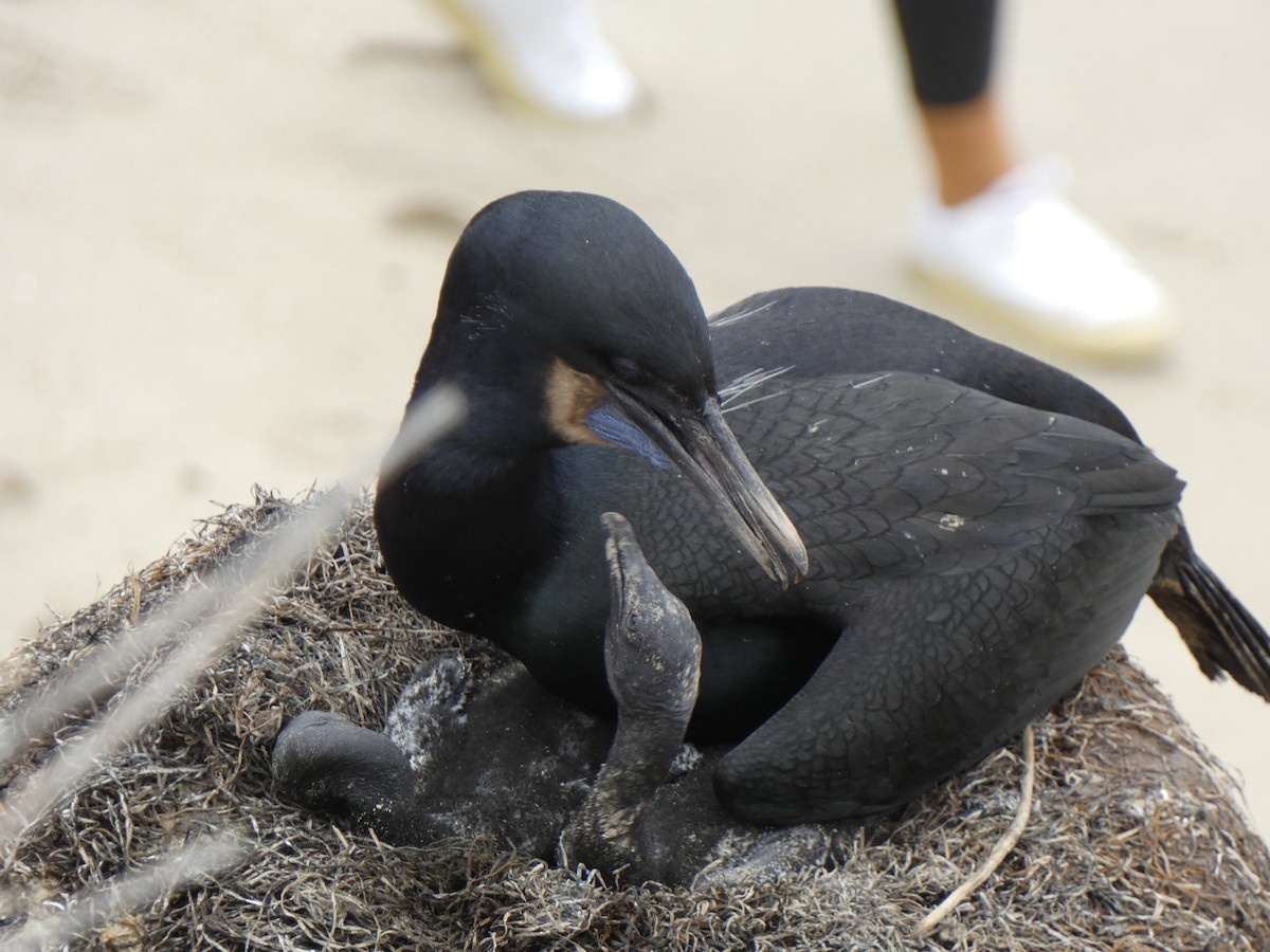 Brandt's Cormorant - ML646397231