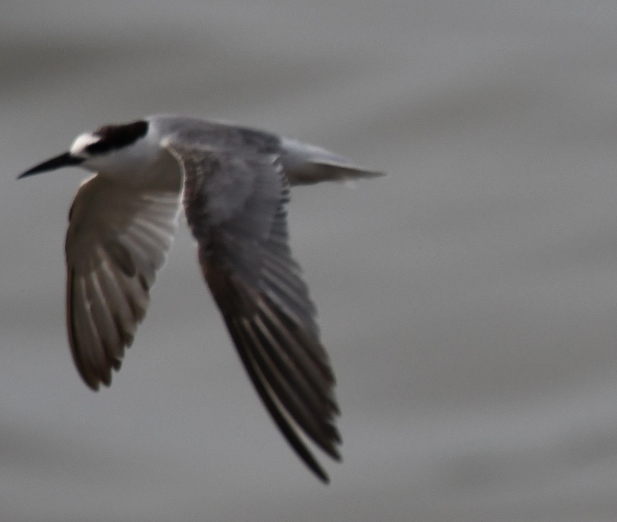 Sterne naine - ML646397233