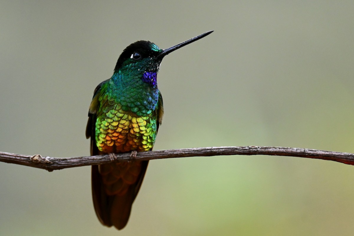 Golden-bellied Starfrontlet - ML646397234