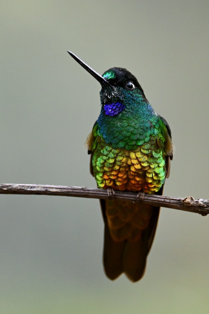 Golden-bellied Starfrontlet - ML646397235