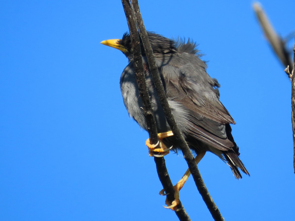 Javan Myna - ML646397236