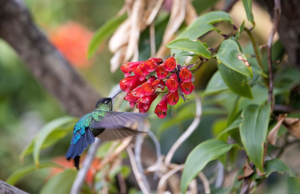 Fiery-throated Hummingbird - ML646397237
