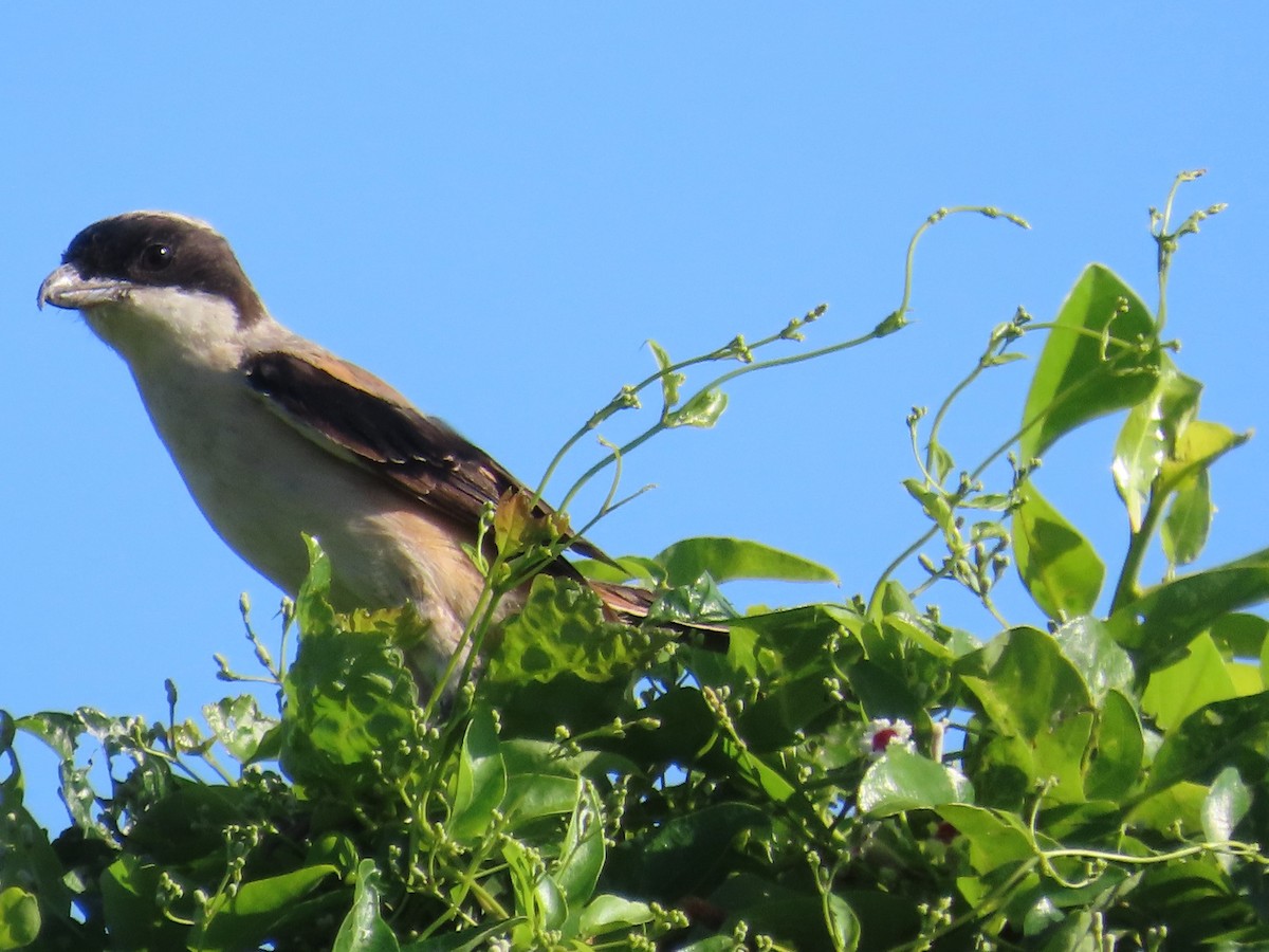 Long-tailed Shrike - ML646397242