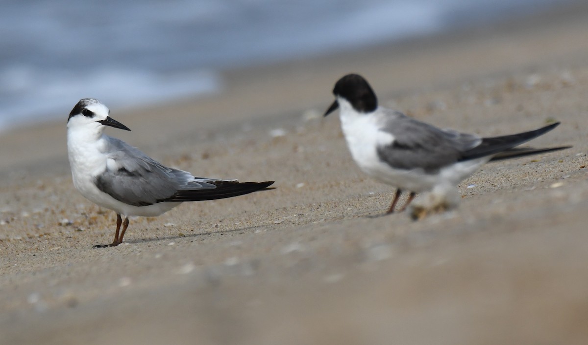 Sterne naine - ML646397243