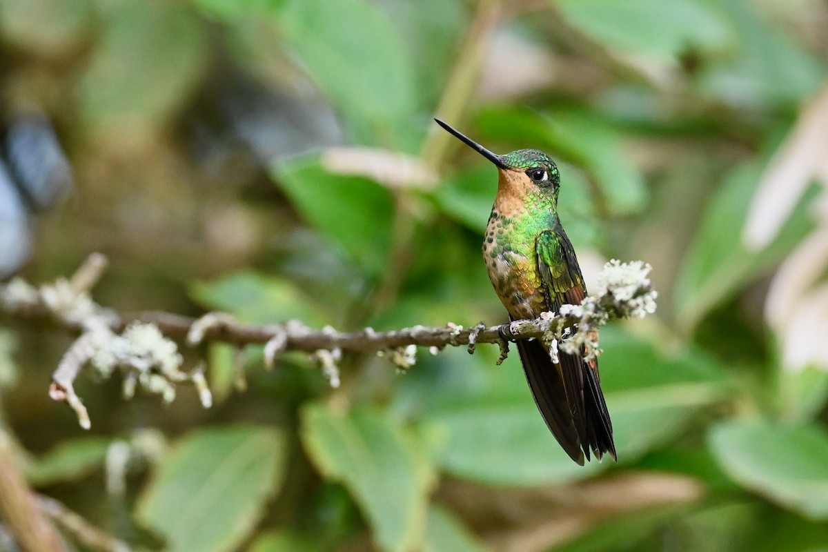 Golden-bellied Starfrontlet - ML646397246