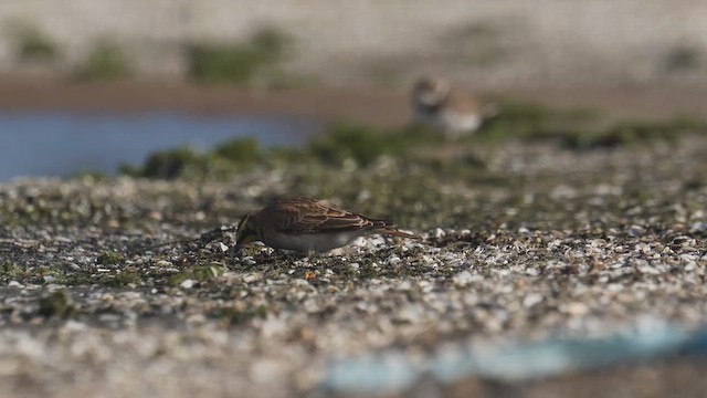 Horned Lark - ML646397248