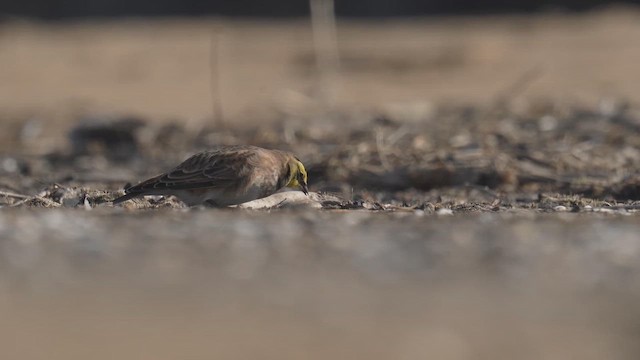 Horned Lark - ML646397249