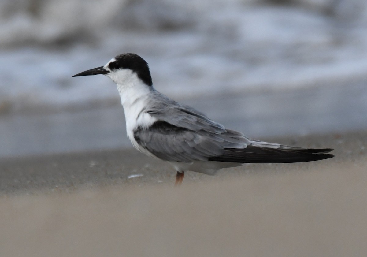 Sterne naine - ML646397250