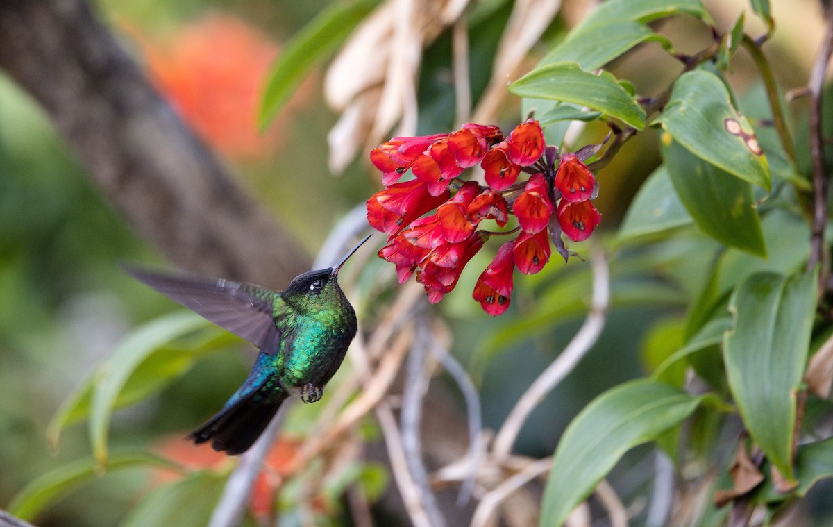 Fiery-throated Hummingbird - ML646397251