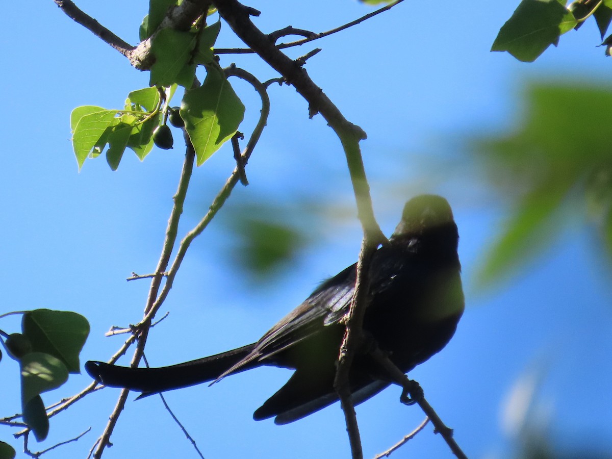 Black Drongo - ML646397253