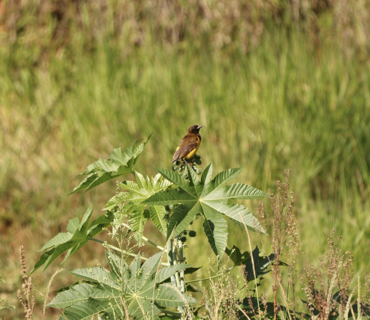 Yellow-rumped Marshbird - ML646397256