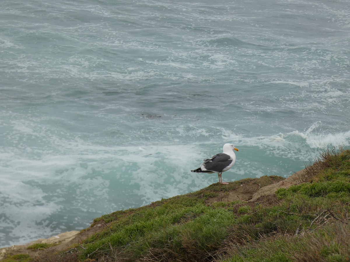 Western Gull - ML646397257