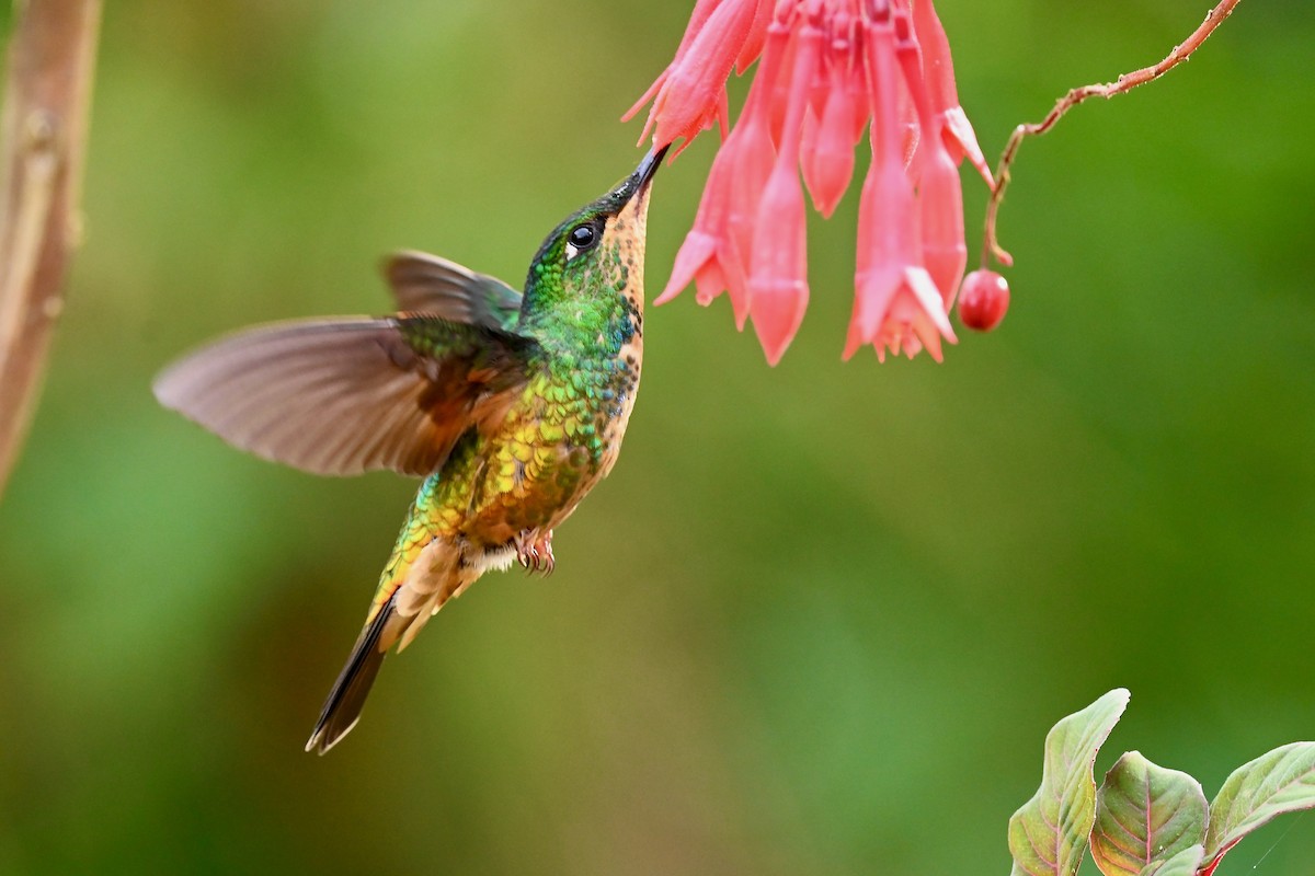 Golden-bellied Starfrontlet - ML646397259