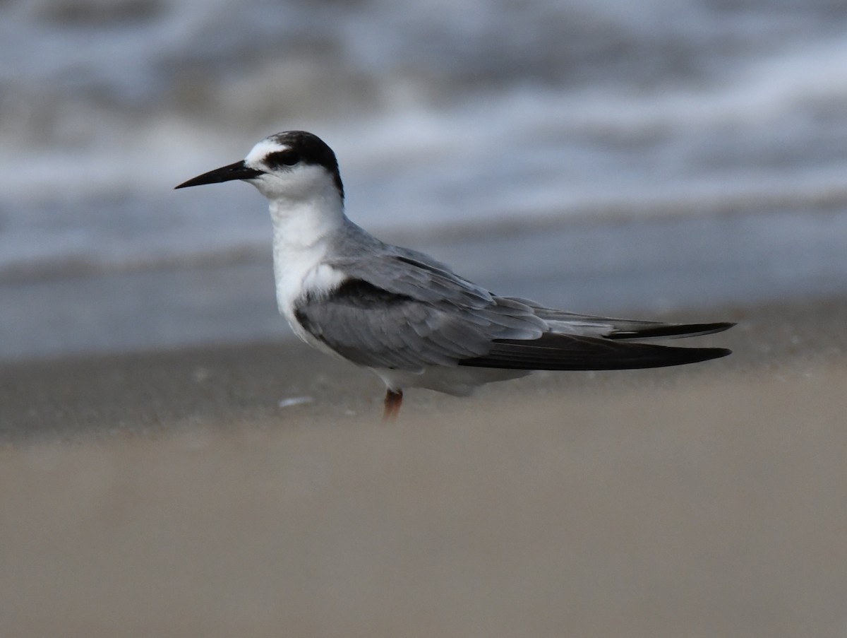 Sterne naine - ML646397260