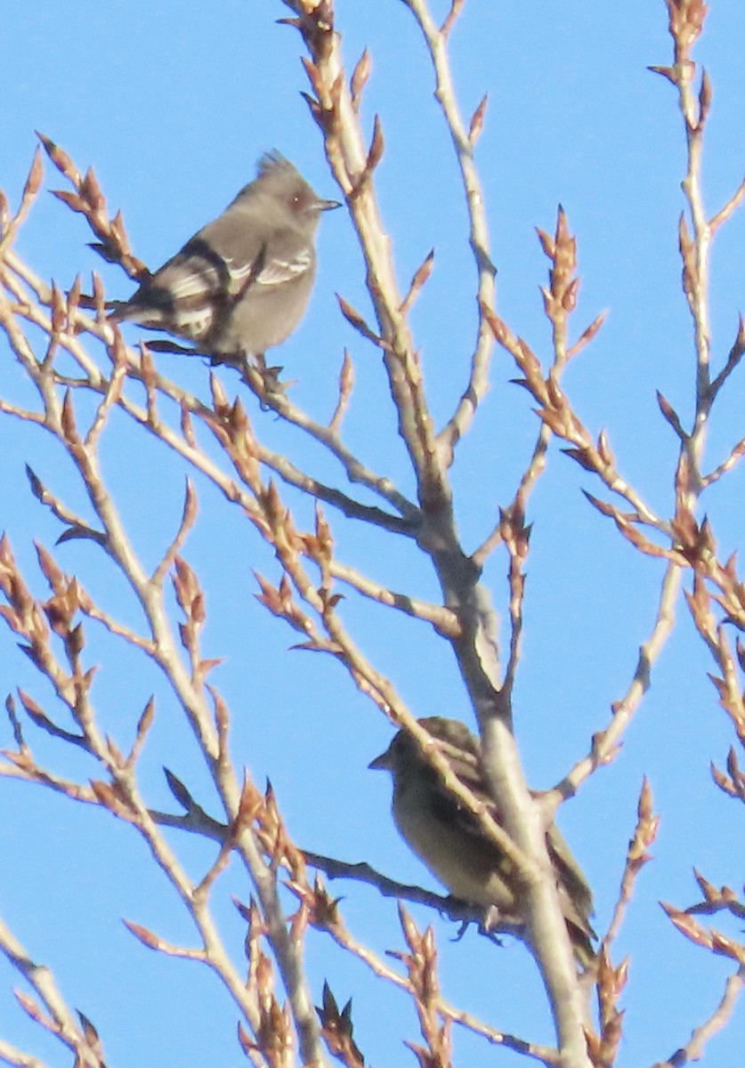 Western Tanager - ML646397261