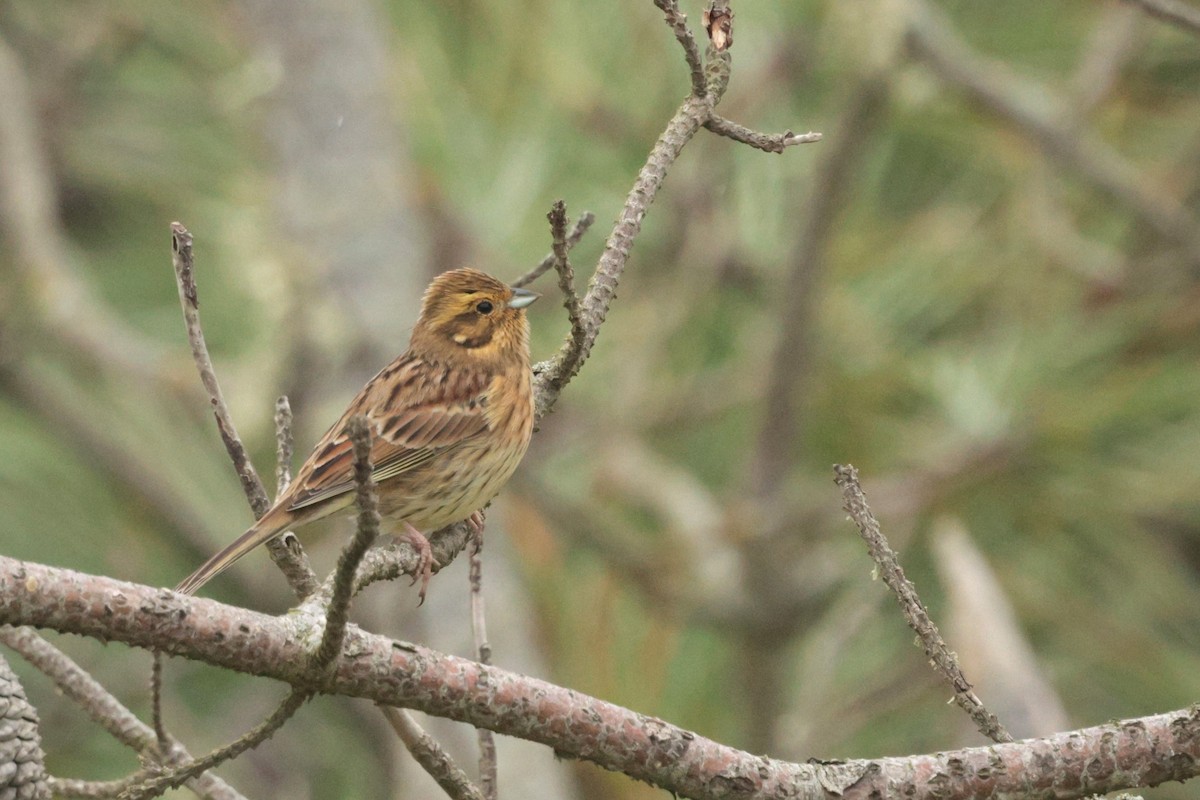 Cirl Bunting - ML646397262