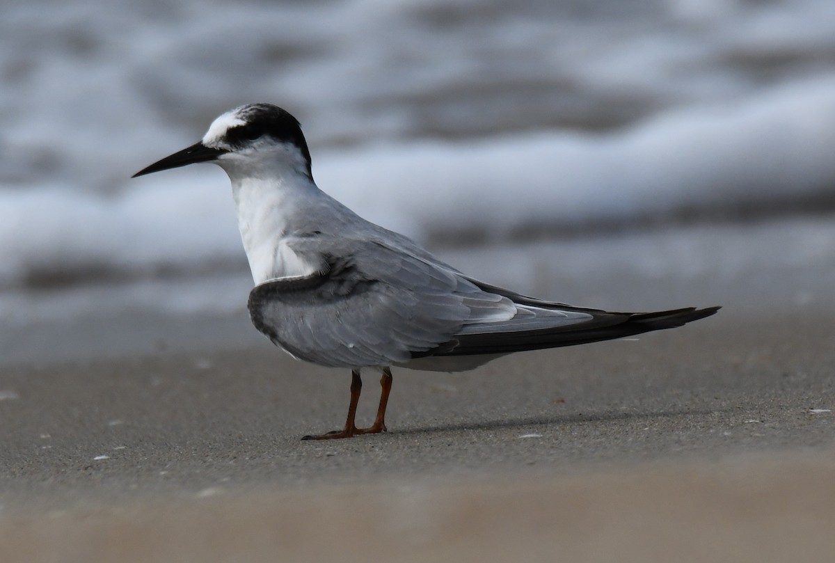 Sterne naine - ML646397268