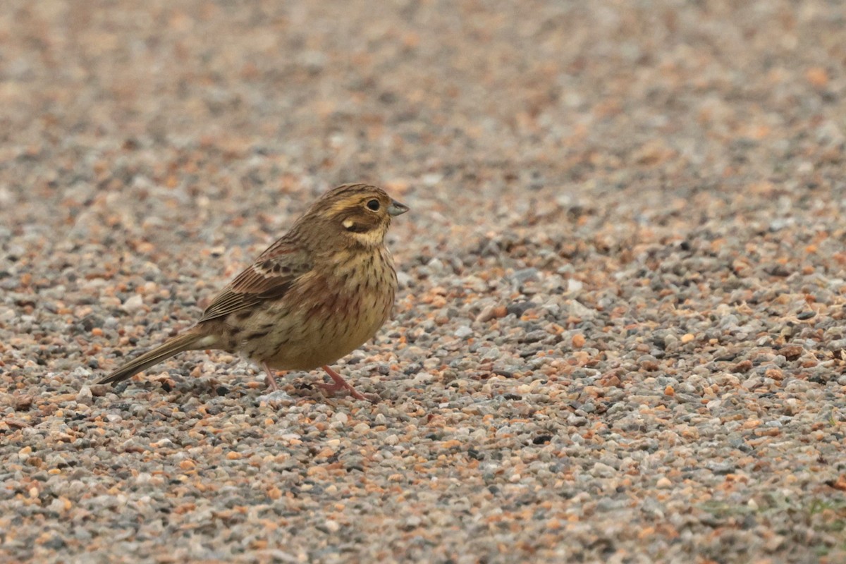 Cirl Bunting - ML646397270