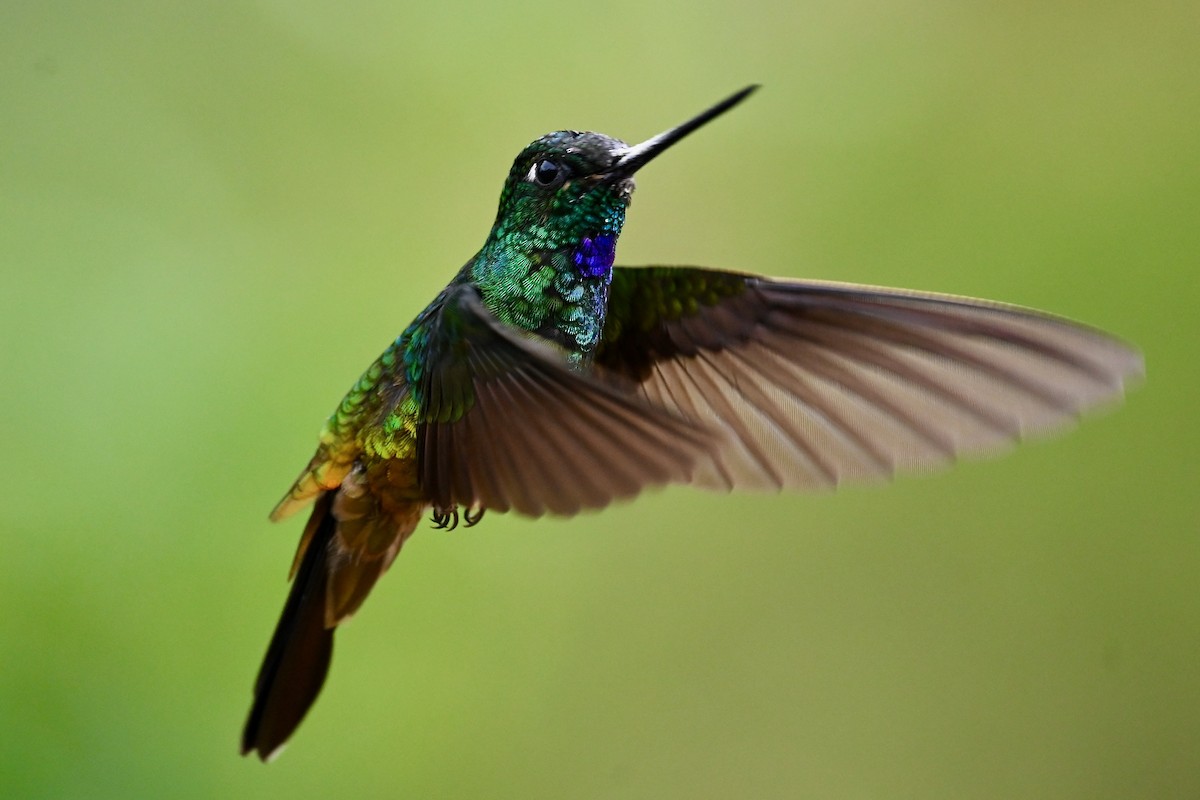 Golden-bellied Starfrontlet - ML646397271