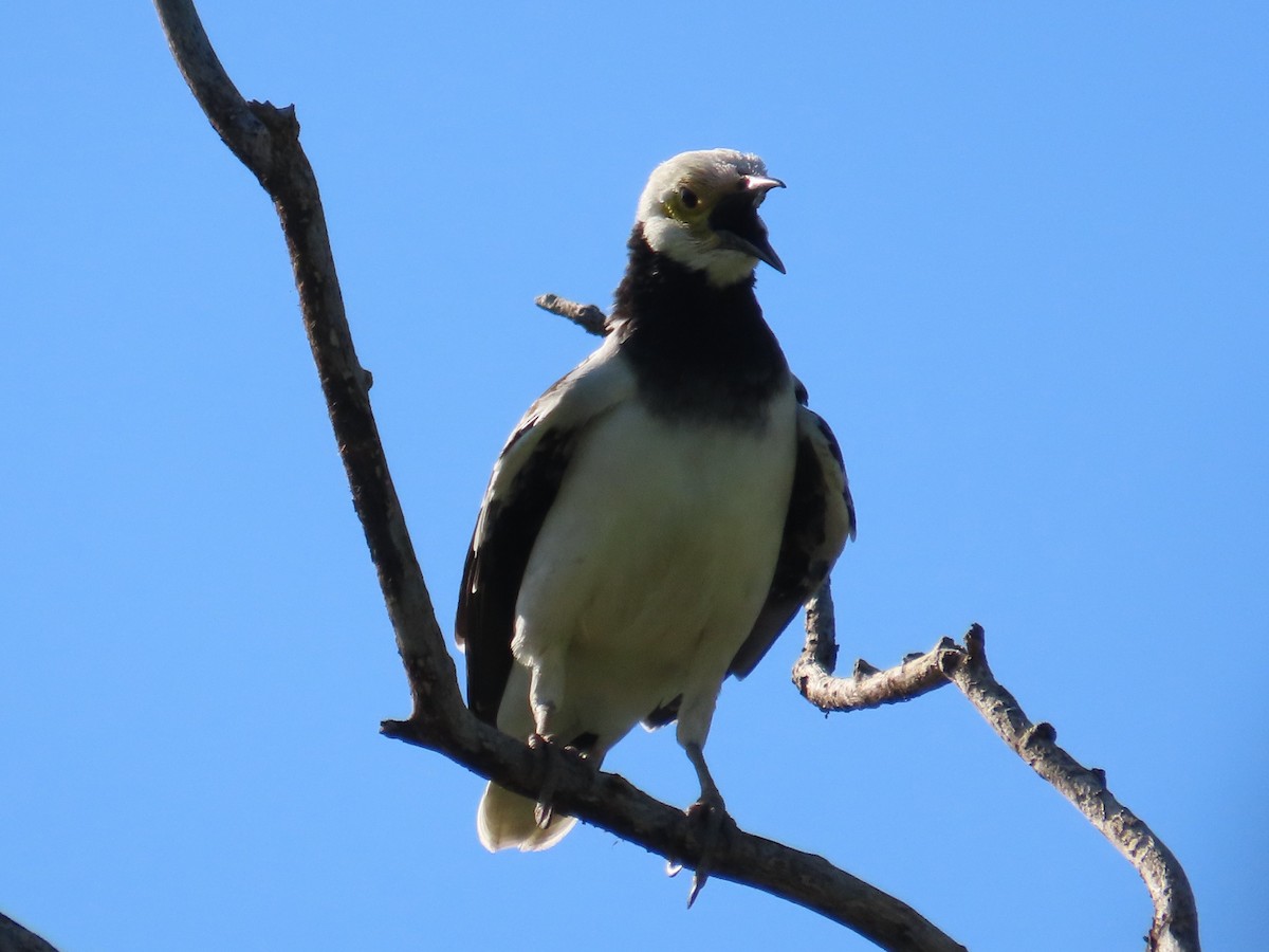 Black-collared Starling - ML646397273