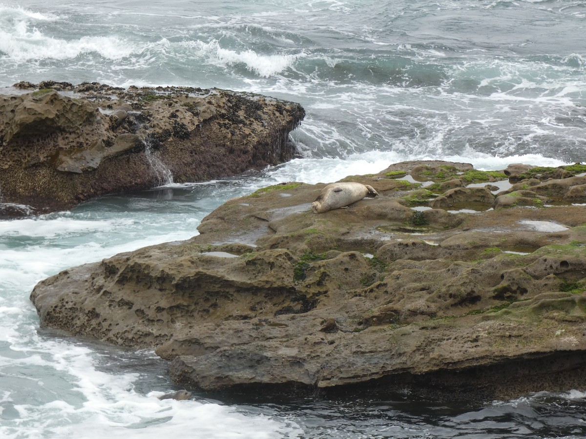 Harbor Seal - ML646397277
