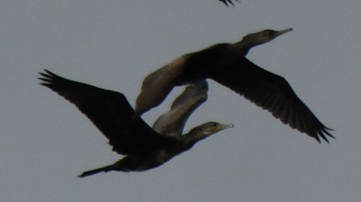 Cormoran à cou brun - ML646397294